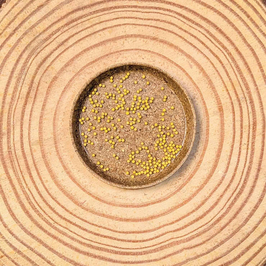 Coleus seeds in a small dish, yellow seeds on dark soil