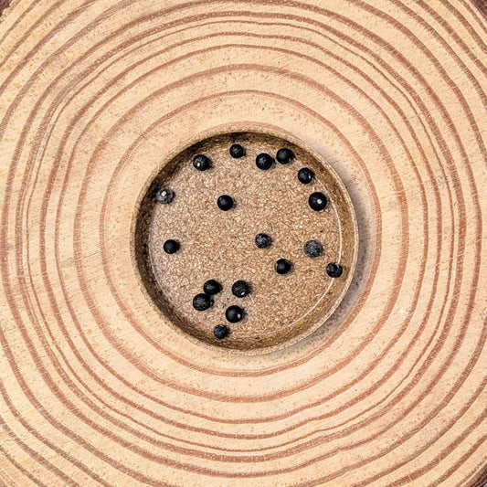 Asparagus Sprengeri 'Basket Asparagus' Seeds