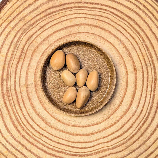 Zamia Furfuracea 'Cardboard Palm' Seeds