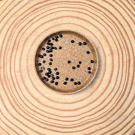 Asparagus Asparagoides Smilax 'Bridal Creeper' Seeds