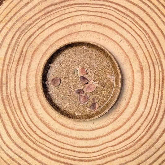Grevillea robusta 'Silver Oak' seeds in a shallow dish, several seeds visible
