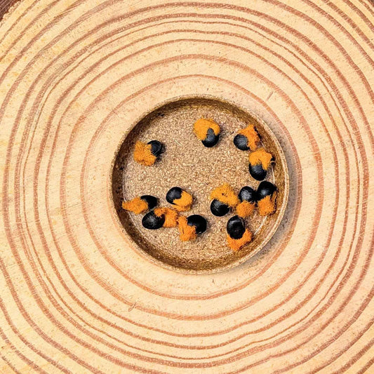Bird of paradise seeds, black and orange tufted kernels on a circular tray