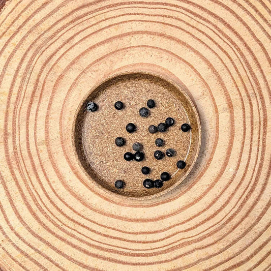 Asparagus Meyeri 'Foxtail Fern' Seeds