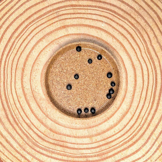 Asparagus Plumosus Nana 'Lace Fern' Seeds