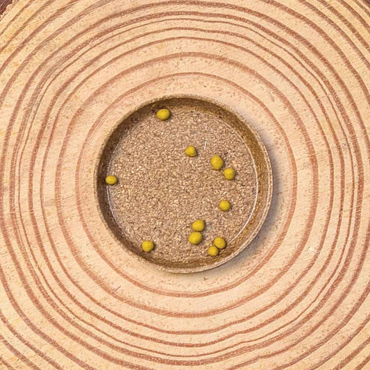 Dichondra Seeds in soil: small yellow sprouts on textured growing medium