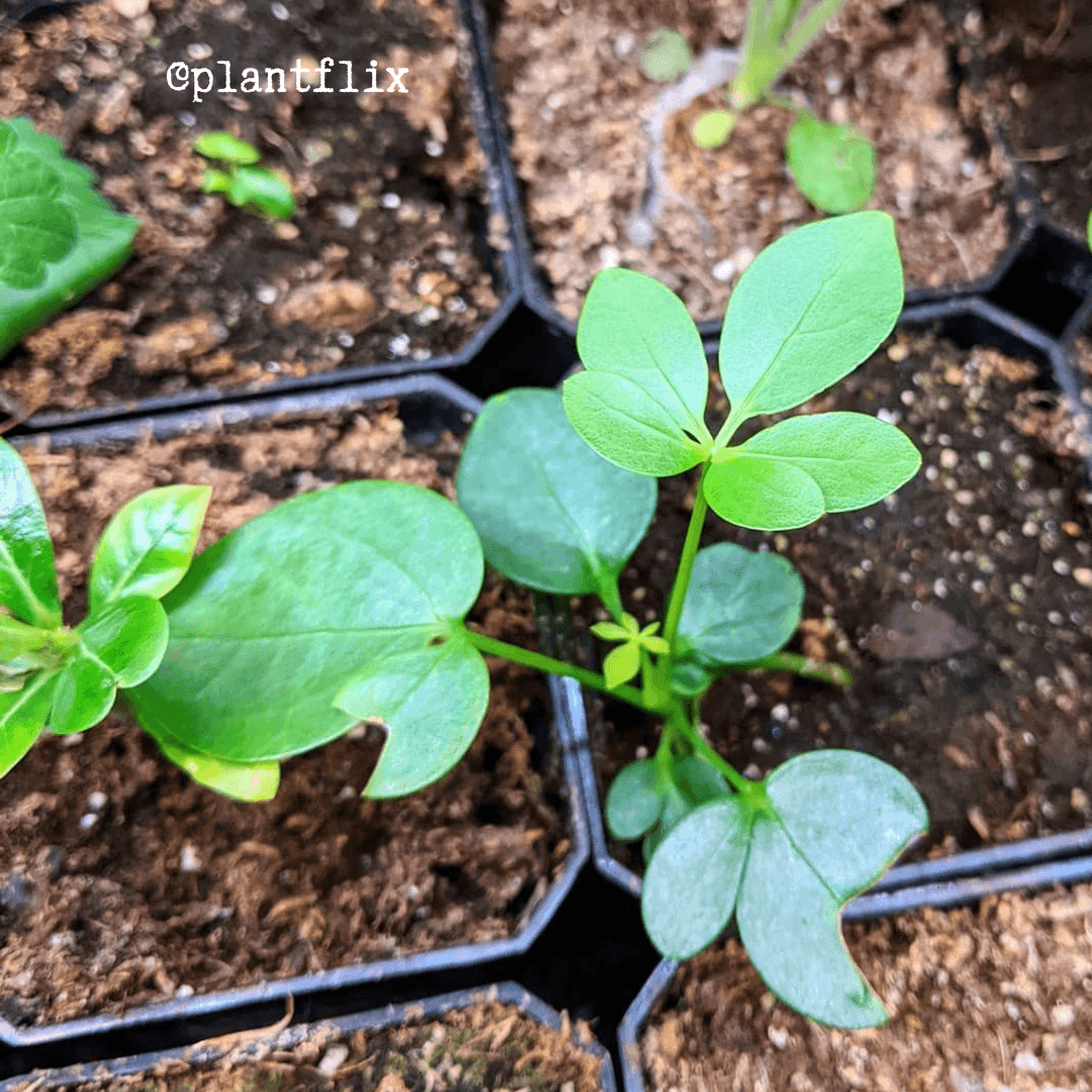 Green dwarf umbrella plant seedlings in small nursery pots with dark soil