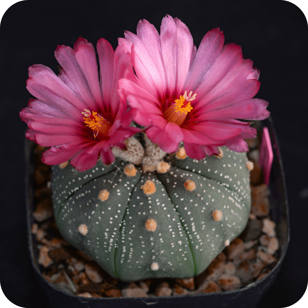 Astrophytum “Star Cactus” cactus with pink flowers in pot