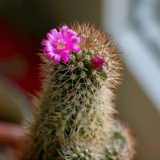 Pincushion cactus with bright pink flowers and fine spines
