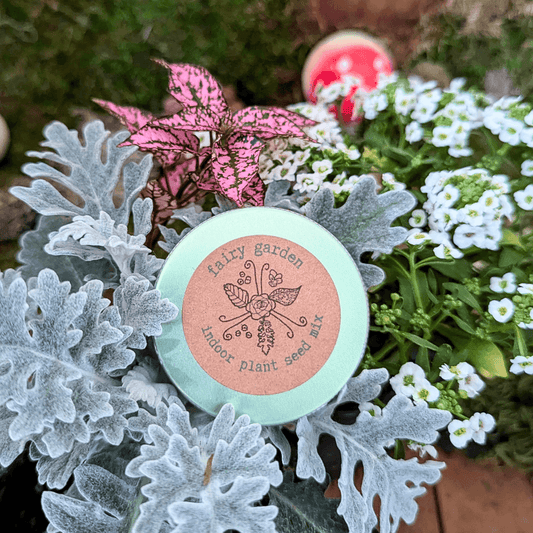 Round "Fairy Garden" seed mix tin on gray foliage with white flower sprigs