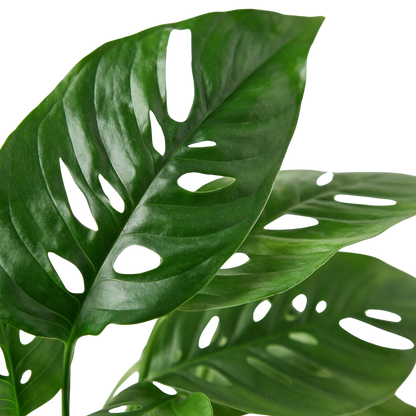 Monstera Adansonii Swiss Cheese | Easy Care Vining Plant | House Plant Shop