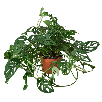 Monstera Adansonii Swiss Cheese | Easy Care Vining Plant | House Plant Shop