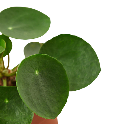 Pilea Peperomioides Chinese Money Plant | Easy Care Coin-Shaped Leaves | House Plant Shop