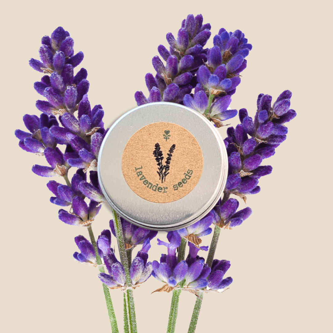 Lavender Seeds metal tin surrounded by purple lavender flower spikes