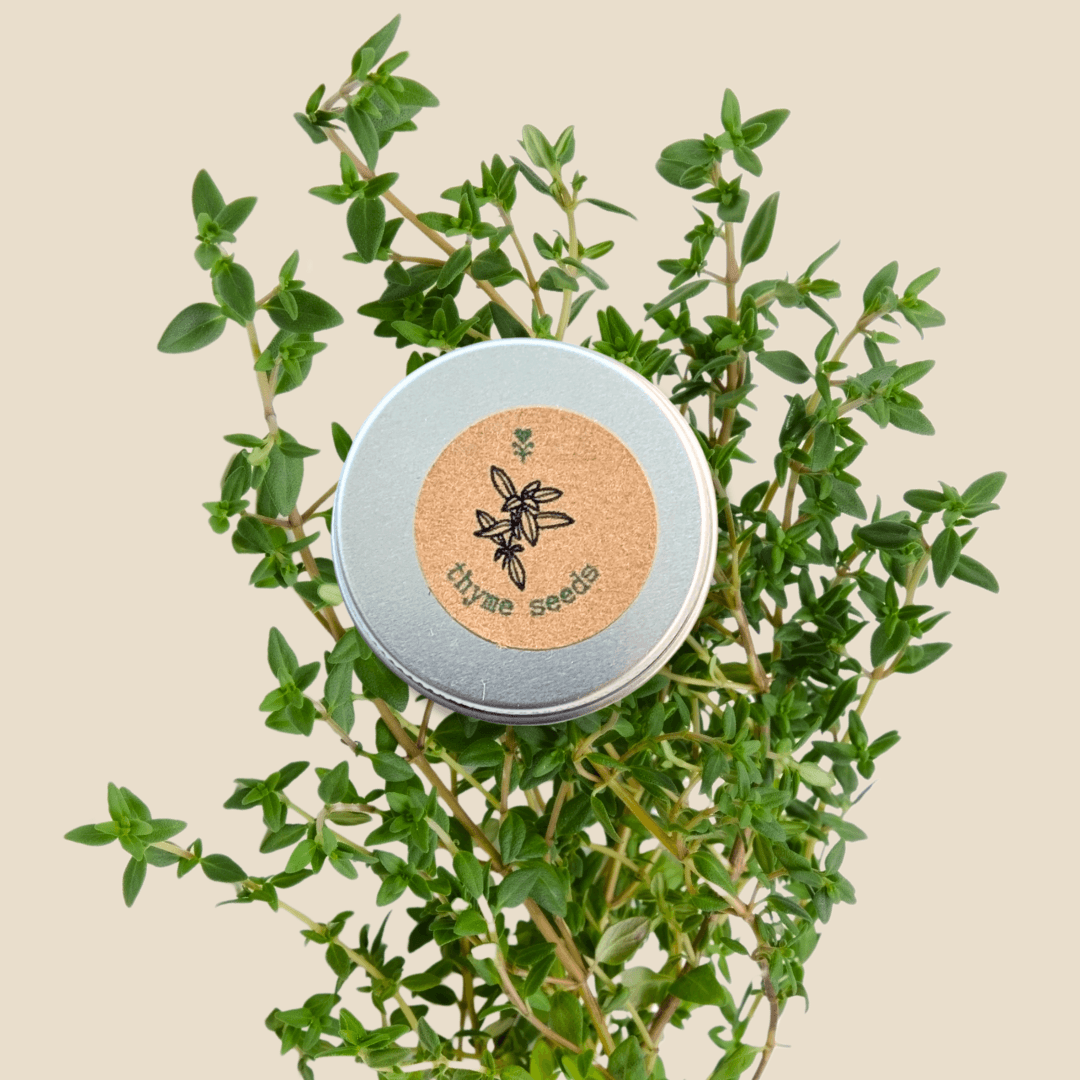 Organic thyme seeds tin with sprigs of green thyme leaves