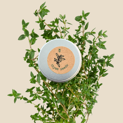 Organic thyme seeds tin with sprigs of green thyme leaves