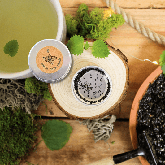 Lemon balm seeds in opened tin with loose dark seeds