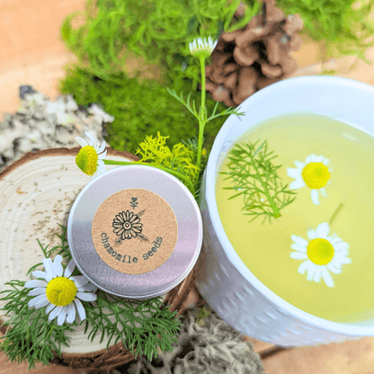 Chamomile Seeds tin beside bowl of chamomile petals