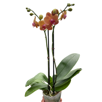 Orchid 'Orange Phalaenopsis' | Vibrant Moth Orchid | House Plant Shop