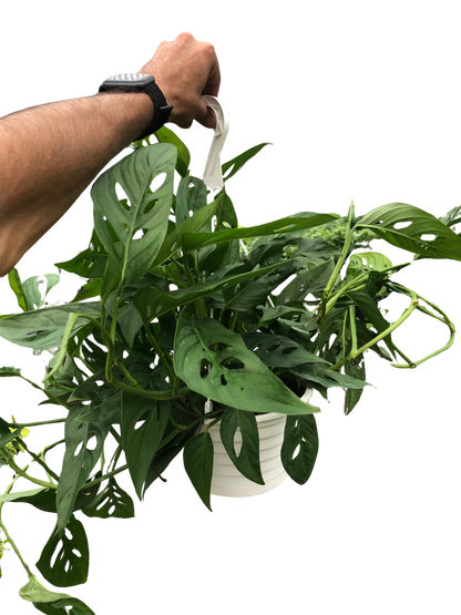 Monstera Adansonii Swiss Cheese | Easy Care Vining Plant | House Plant Shop