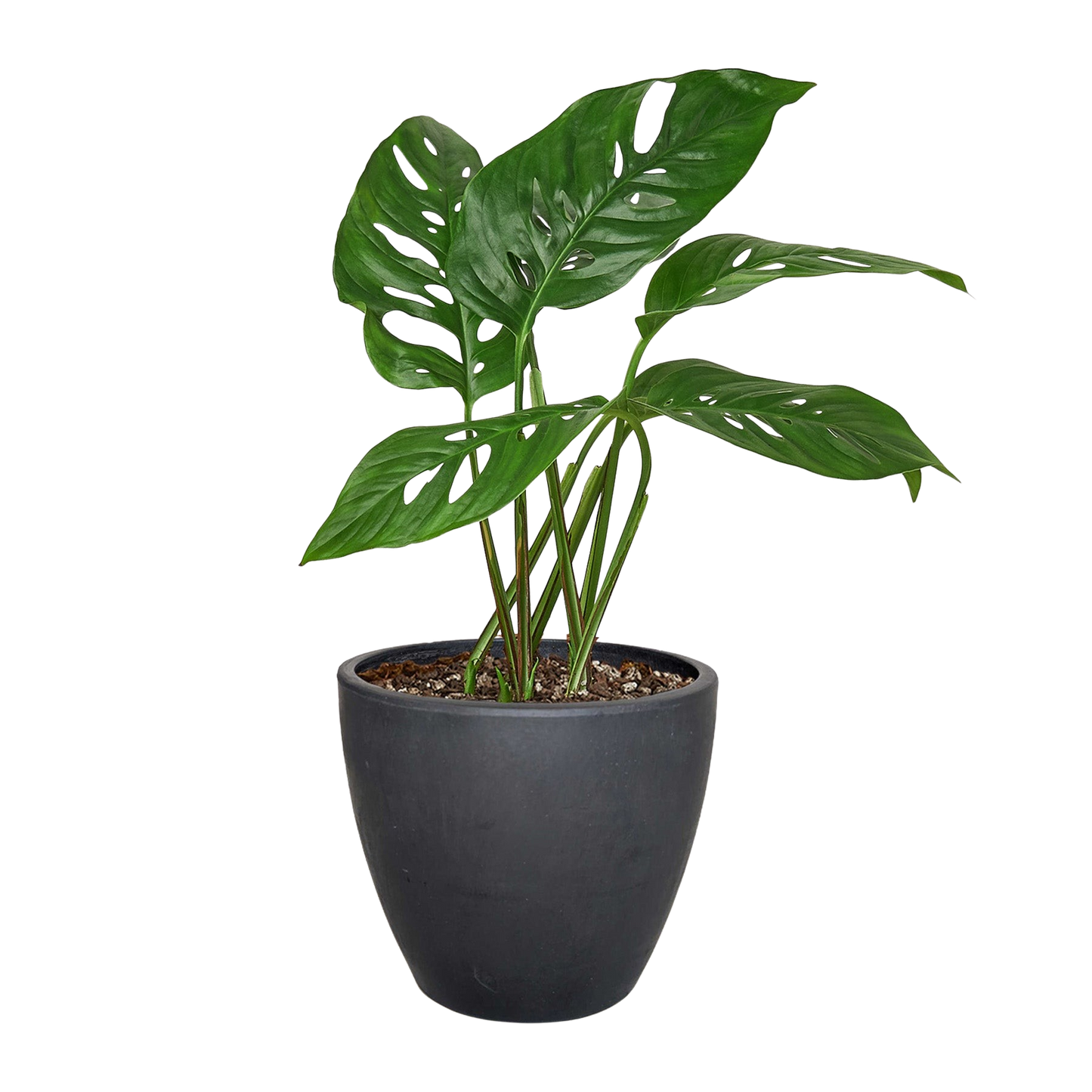 Monstera Adansonii Swiss Cheese | Easy Care Vining Plant | House Plant Shop