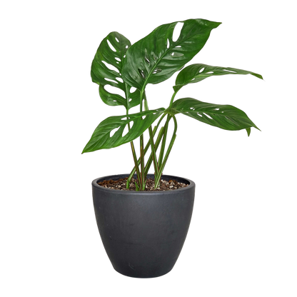 Monstera Adansonii Swiss Cheese | Easy Care Vining Plant | House Plant Shop