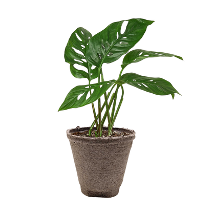 Monstera Adansonii Swiss Cheese | Easy Care Vining Plant | House Plant Shop