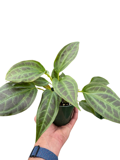 Monolena 'Primuliflora' | Rare Tropical Epiphyte with Pink Flowers | House Plant Shop