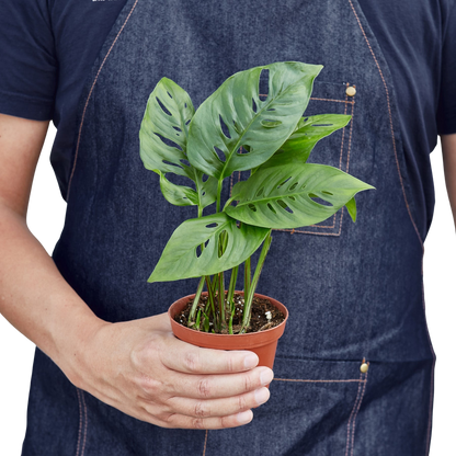 Monstera Adansonii Swiss Cheese | Easy Care Vining Plant | House Plant Shop