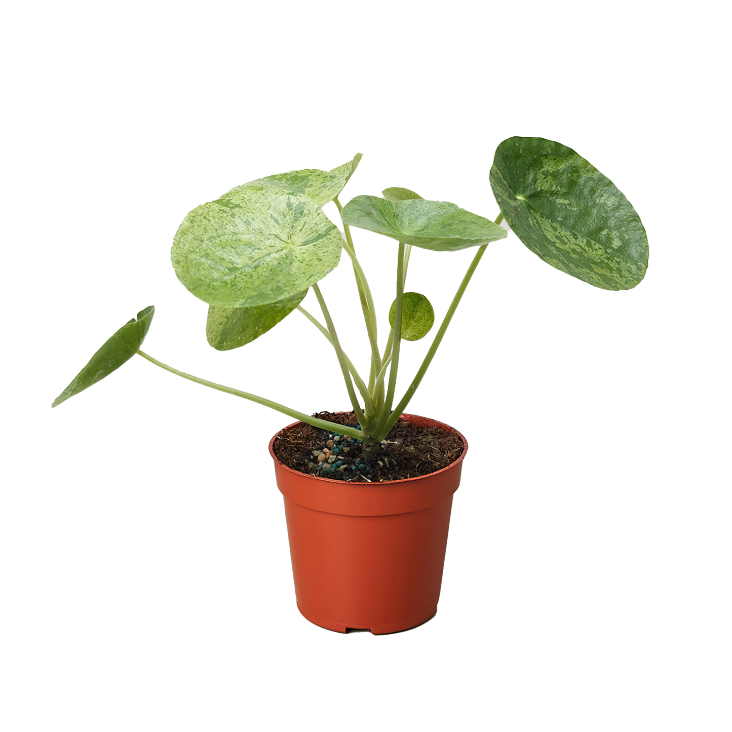 Pilea Mojito (Aluminum Plant) | Variegated Compact Foliage Plant | House Plant Shop