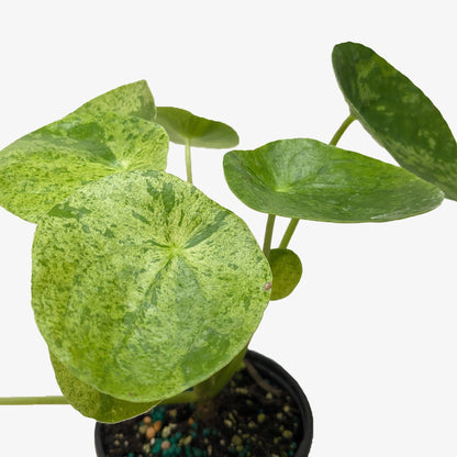 Pilea Mojito (Aluminum Plant) | Variegated Compact Foliage Plant | House Plant Shop