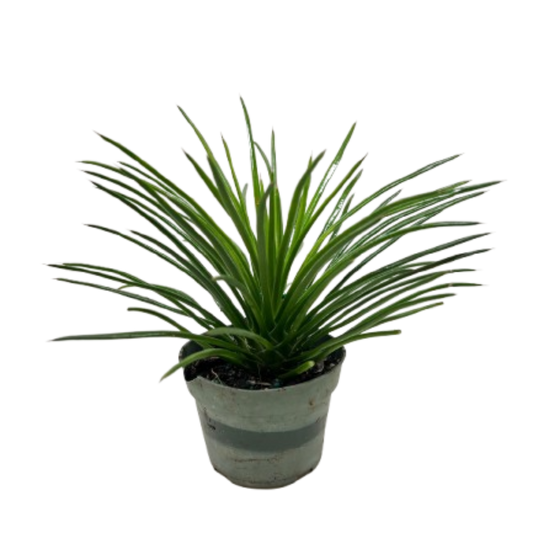 Succulent Agave Twin Flower