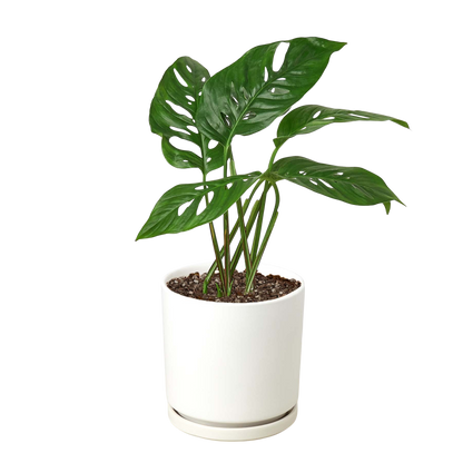 Monstera Adansonii Swiss Cheese | Easy Care Vining Plant | House Plant Shop