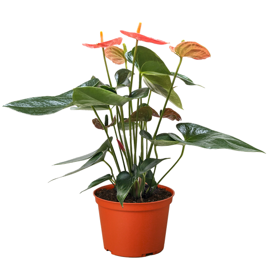 Orange anthurium plant in terracotta pot with glossy green leaves