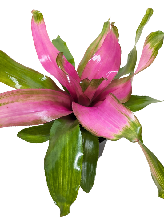 Bromeliad Donna | Pink Flowering Tropical Plant | House Plant Shop