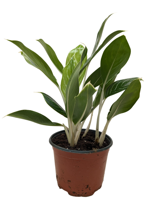 Chinese Evergreen Snow Cap | Low-Light Silver Foliage Plant | House Plant Shop