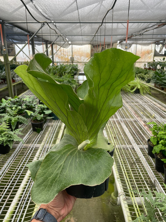 Elephant Ear Staghorn Fern | Rare Platycerium Fern | House Plant Shop