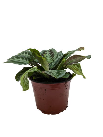 Maranta Black | Black Prayer Plant with Moving Leaves | House Plant Shop