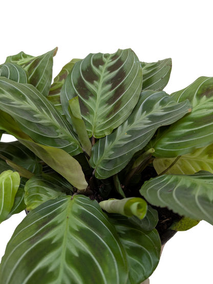 Maranta Black | Black Prayer Plant with Moving Leaves | House Plant Shop