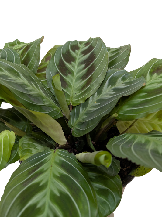 Maranta Black | Black Prayer Plant with Moving Leaves | House Plant Shop