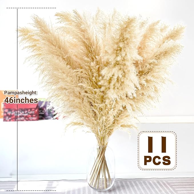 Beige dried pampas grass stems in a clear vase, full fluffy plume bouquet