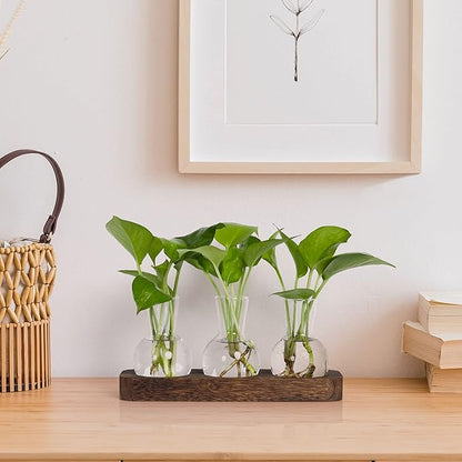 Triple clear glass bulb propagation vases with green plants on wooden tray