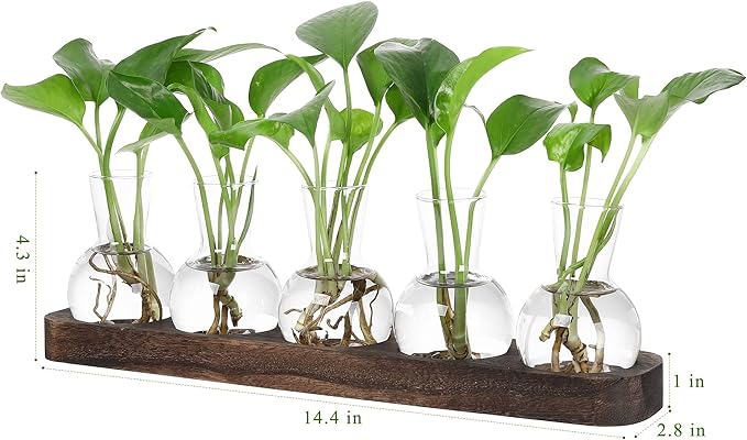 Set of clear glass bulb plant vases with green seedlings on brown wooden tray