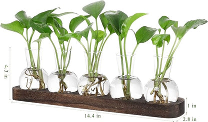 Set of clear glass bulb plant vases with green seedlings on brown wooden tray