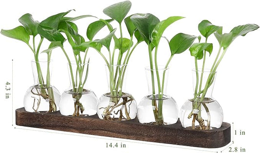Set of clear glass bulb plant vases with green seedlings on brown wooden tray