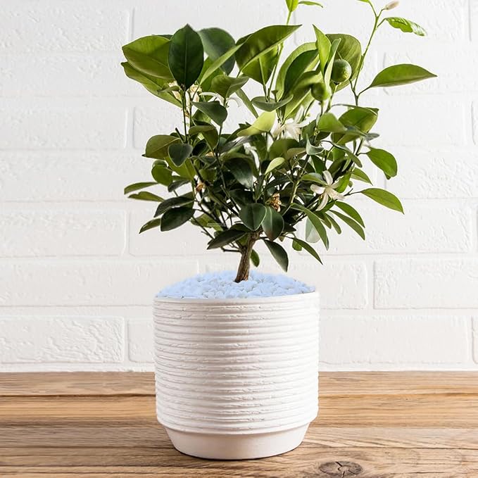White polished pebbles covering a planter base under a leafy plant in a pot