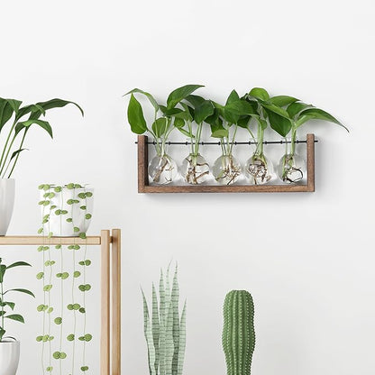 Wall-mounted plant propagation station with clear glass bulb vases on brown wooden stand