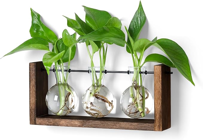 3-bulb glass plant propagation station with brown wooden stand and three round vases
