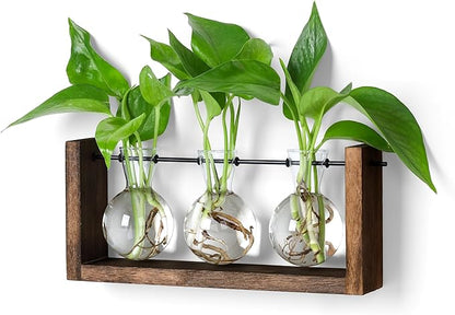 3-bulb glass plant propagation station with brown wooden stand and three round vases