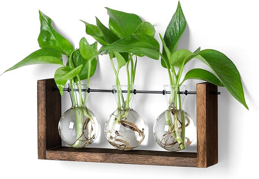3-bulb glass plant propagation station with brown wooden stand and three round vases
