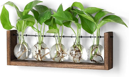 Wood plant propagation station with glass bulb vases holding green seedlings